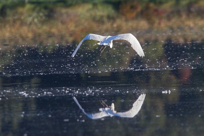 _43G7474 cf great egret v2