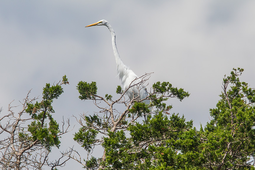 _43G7477 brig grt egret v2