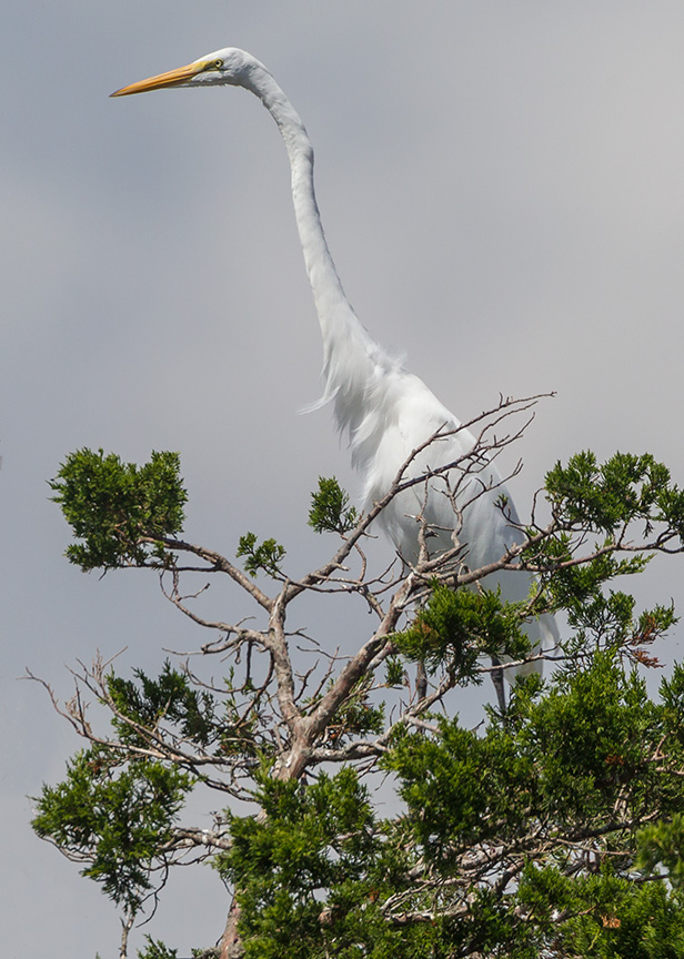 _43G7479 brig GE v6 vert