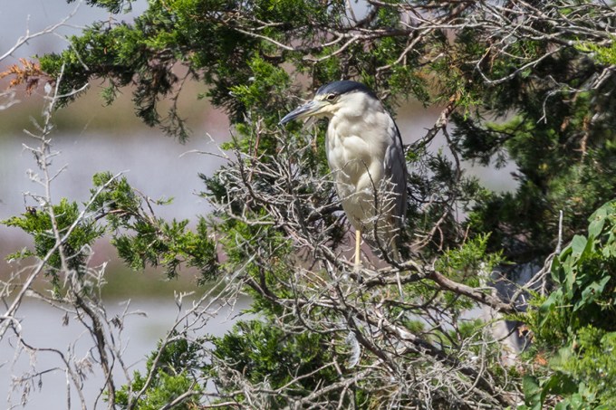 _43G7519 brig Blk Crn NH v2