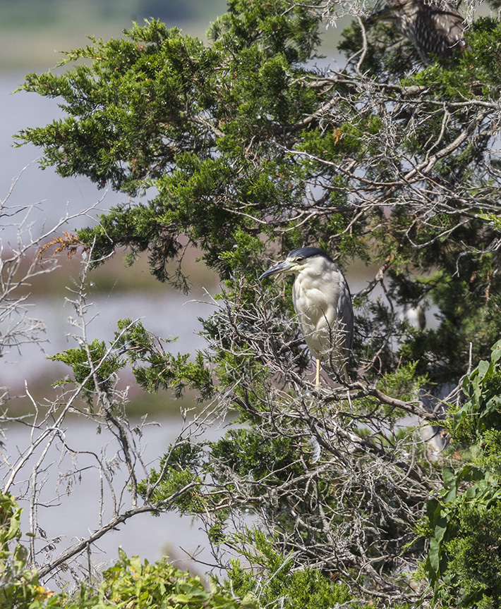 _43G7541 blk crn NH v2