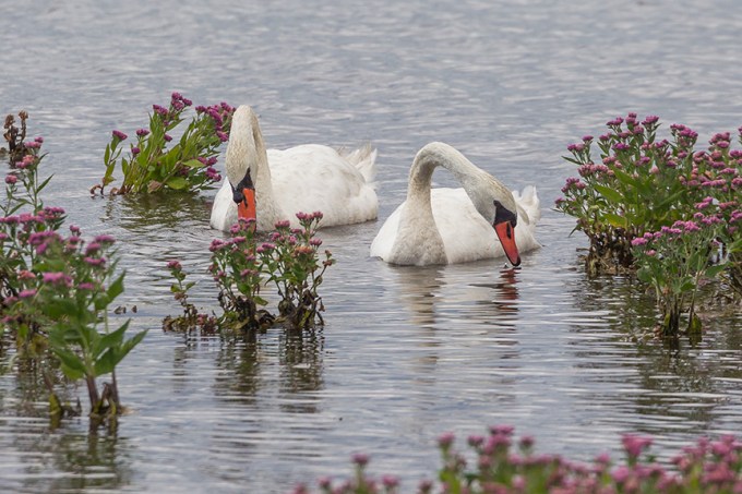 _43G7644 brig mute swan v4