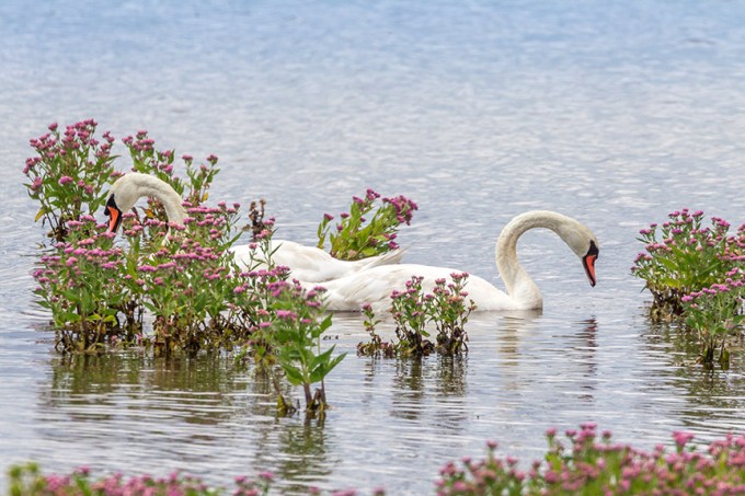 _43G7658 brig mute swan v2