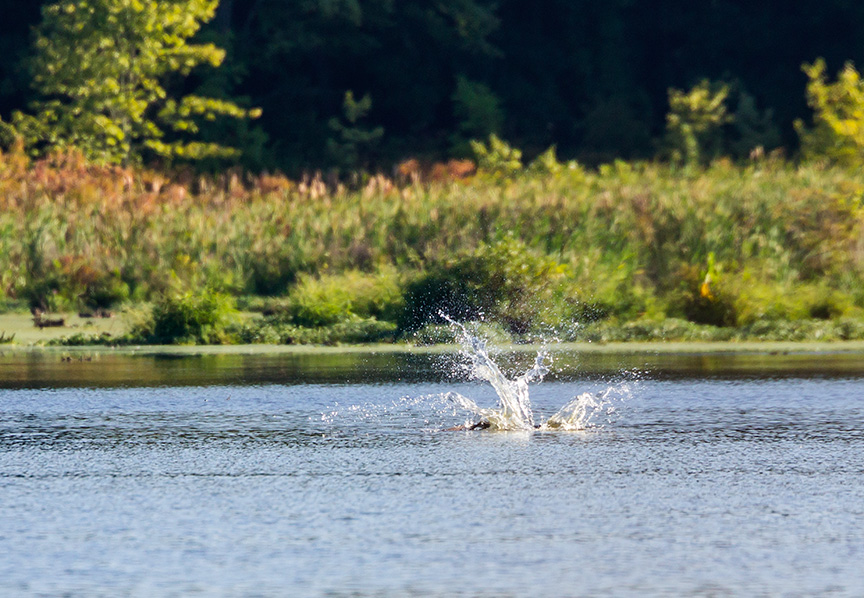 _43G9039 CF OSPREY SPLASH V2