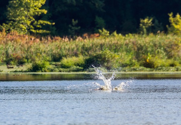 _43G9039 CF OSPREY SPLASH V2