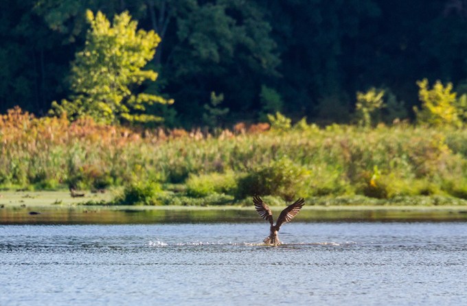 _43G9045 CF OSPREY SPLASH V2