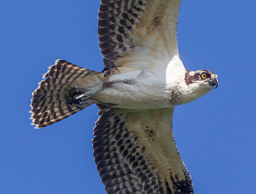 _43G9364 cf osprey v4