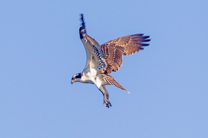 _43G9774 cf osprey v2