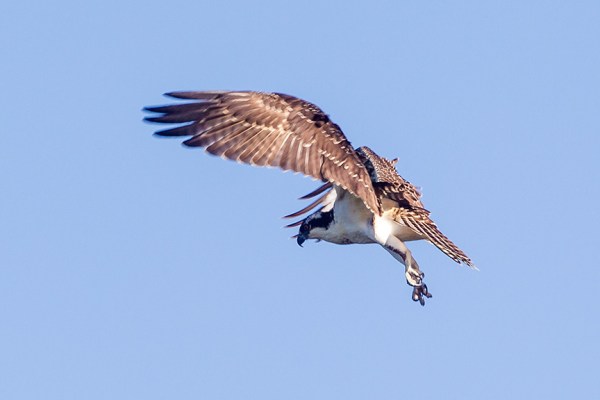 _43G9776 cf osprey v2