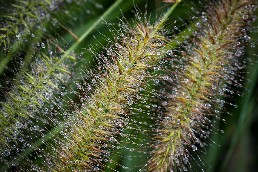 _80I3054GW Grasses water drps v2