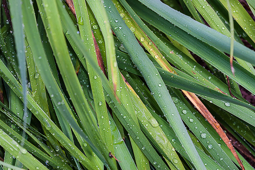_80I3106 gw grasses water drops v1