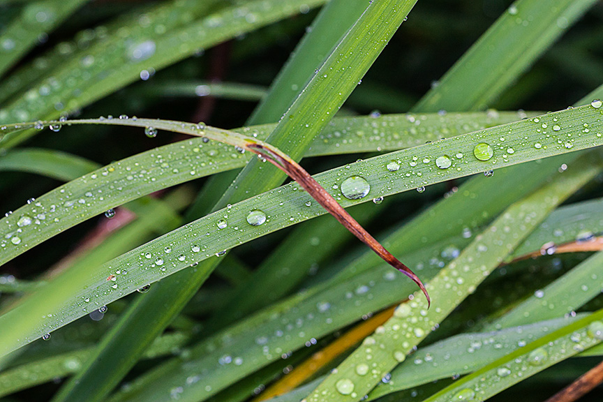 _80I3110 gw grasses water drops v1