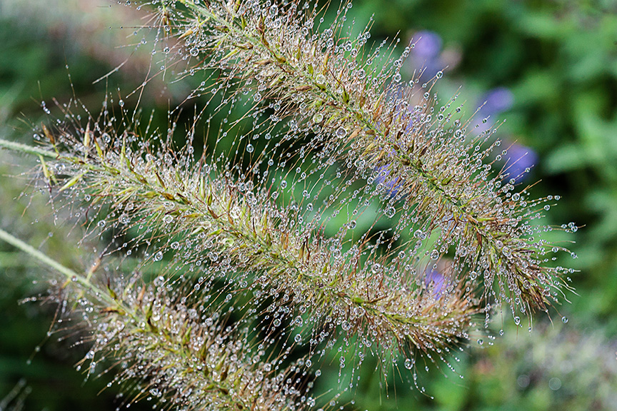 _80I3231 gw grasses water drops v2