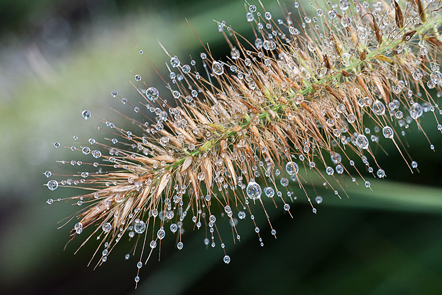 _80I3243 gw grasses water drops v1