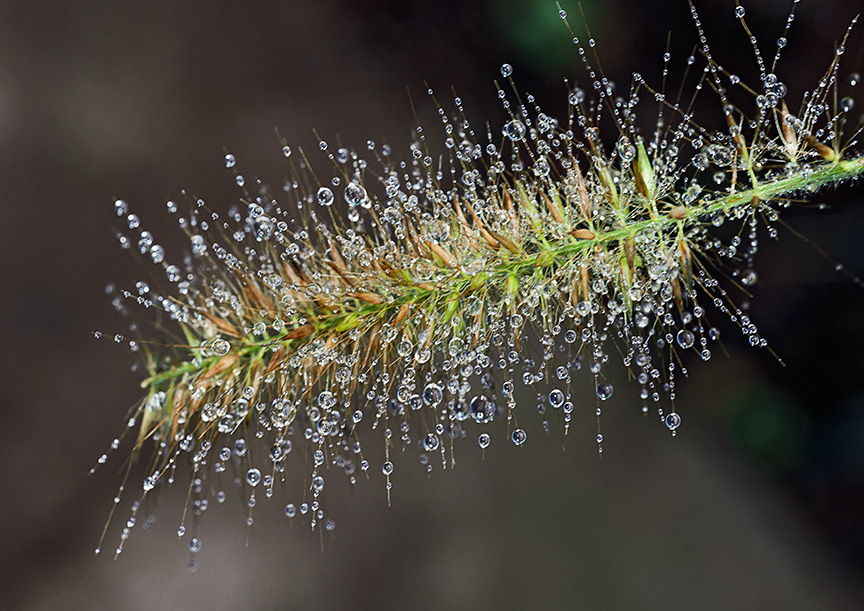 _80I3245 gw grasses v3