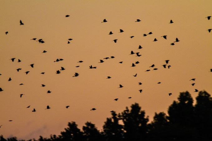 _MG_2028 cf sunrise v1