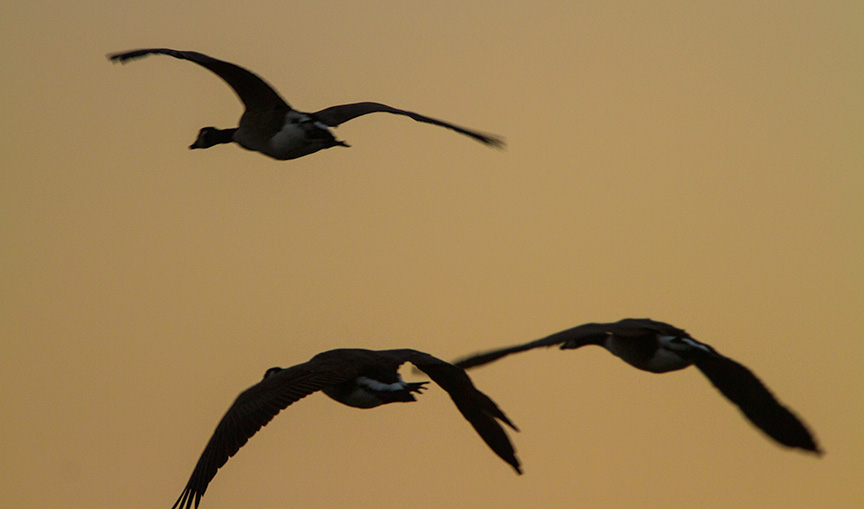 _MG_2037 cf canada geese sunrise v1