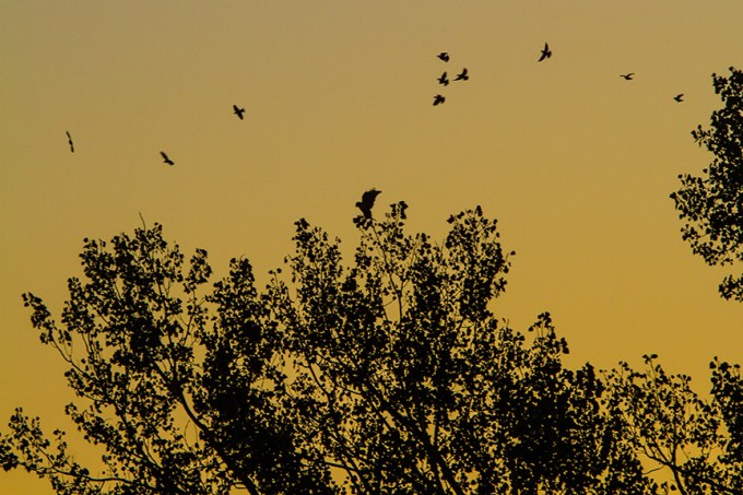 _MG_2206 cf sunrise hawk tree v2
