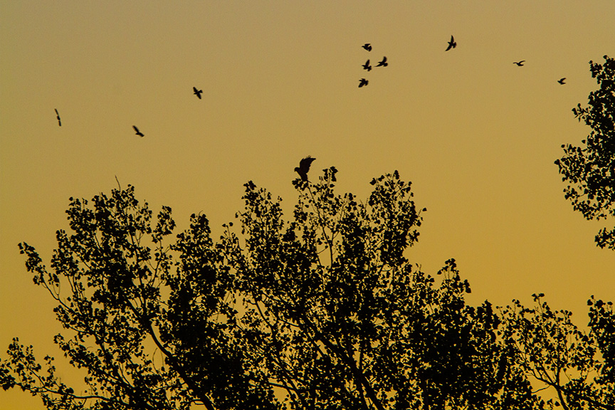 _MG_2206 cf sunrise hawk tree v2