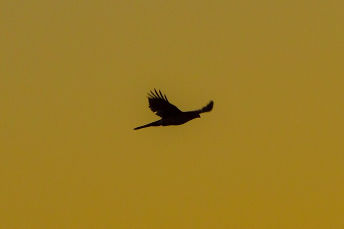 _MG_2234 cf hawk sunrise v3