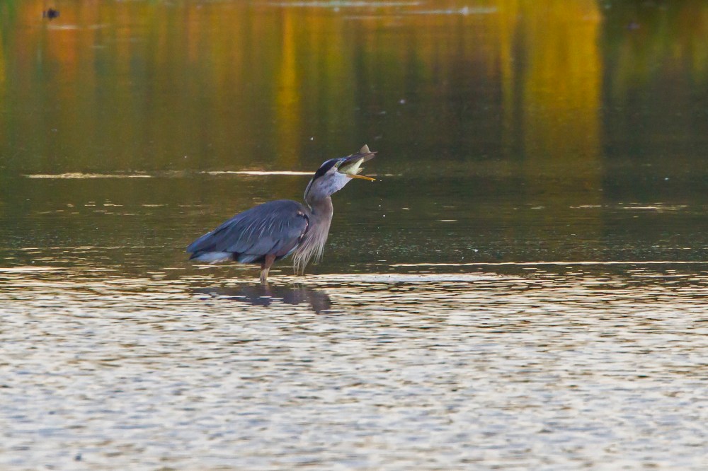 _MG_2365 cf GBH Sunrise Breakfast v2 crop