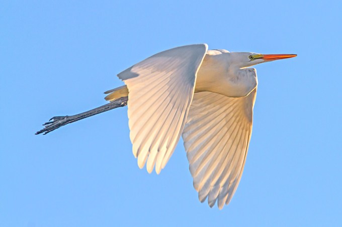 _MG_2788 cf great egret am flyby v4