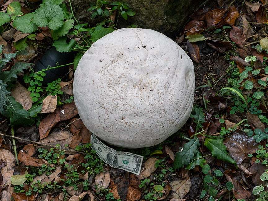 _1280700 yd giant puffball v1
