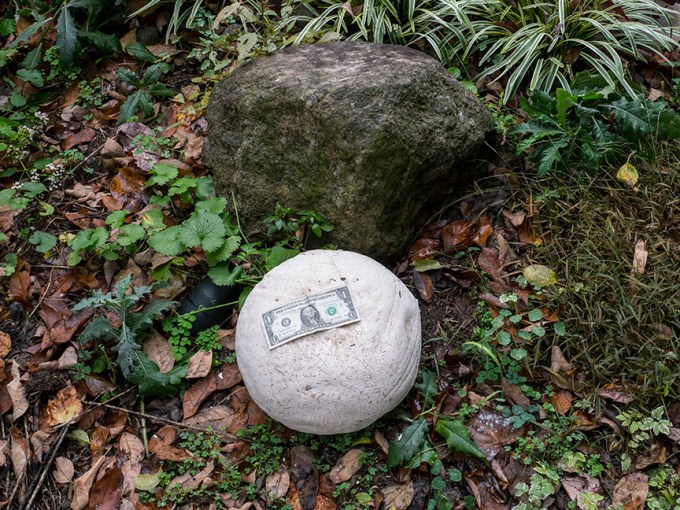 _1280704 yd giant puffball v1