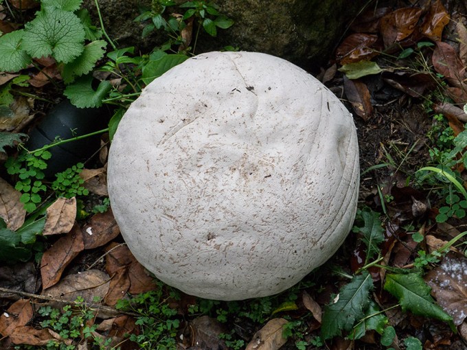 _1280706 yd giant puffball v1