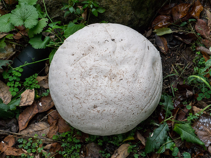 _1280706 yd giant puffball v1