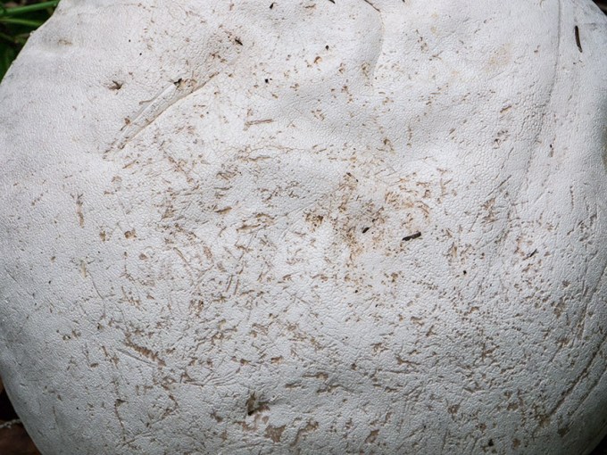 _1280709 yd giant puffball v1