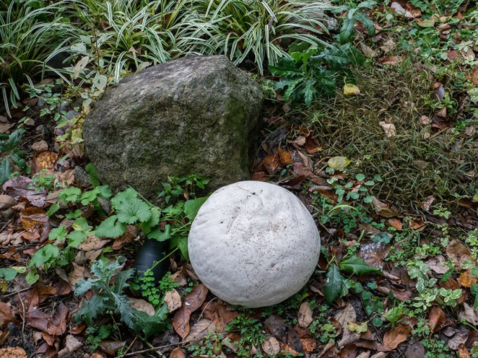 _1280713 yd giant puffball v1
