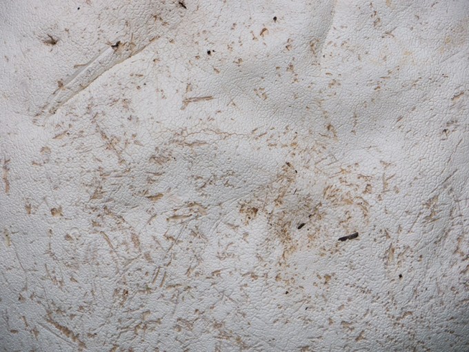 _1280719 yd giant puffball detail v1