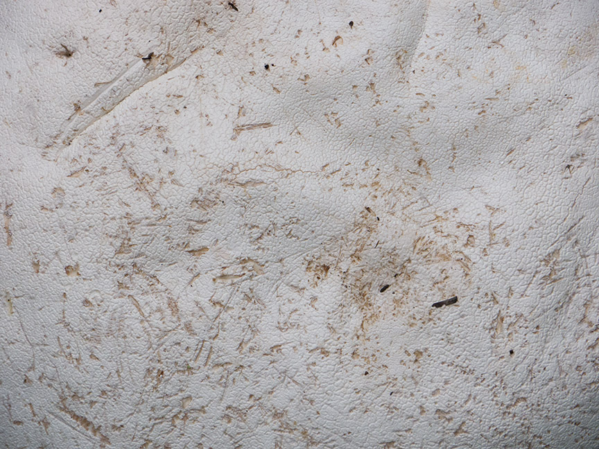 _1280719 yd giant puffball detail v1