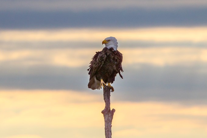 _43G0309 bwr eagle v3