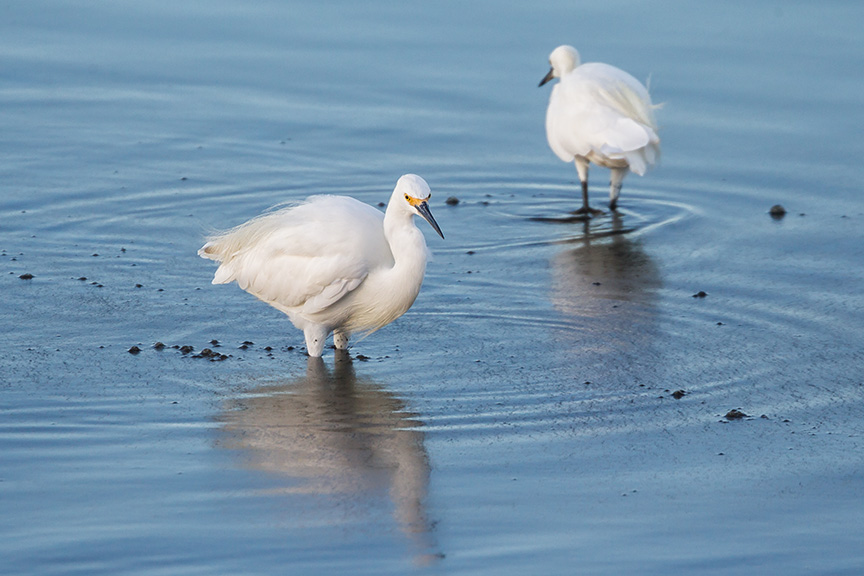 _43G3908 Brig Snowy Egret v2