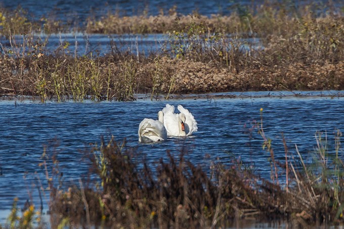 _43G5118 brig swans v2
