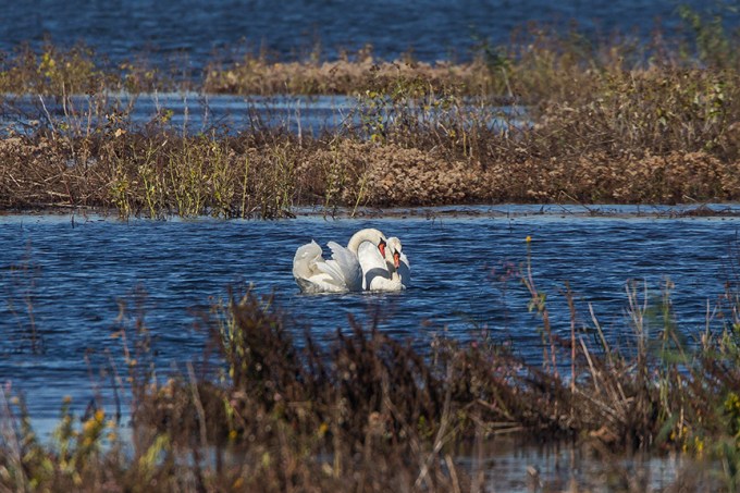 _43G5119 brig swans v2