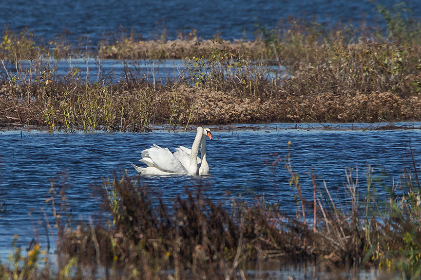 _43G5131 brig swans v2