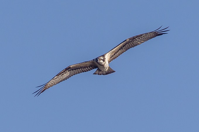 _43G8313 cf osprey v2