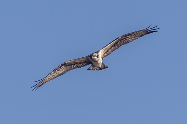 _43G8313 cf osprey v2