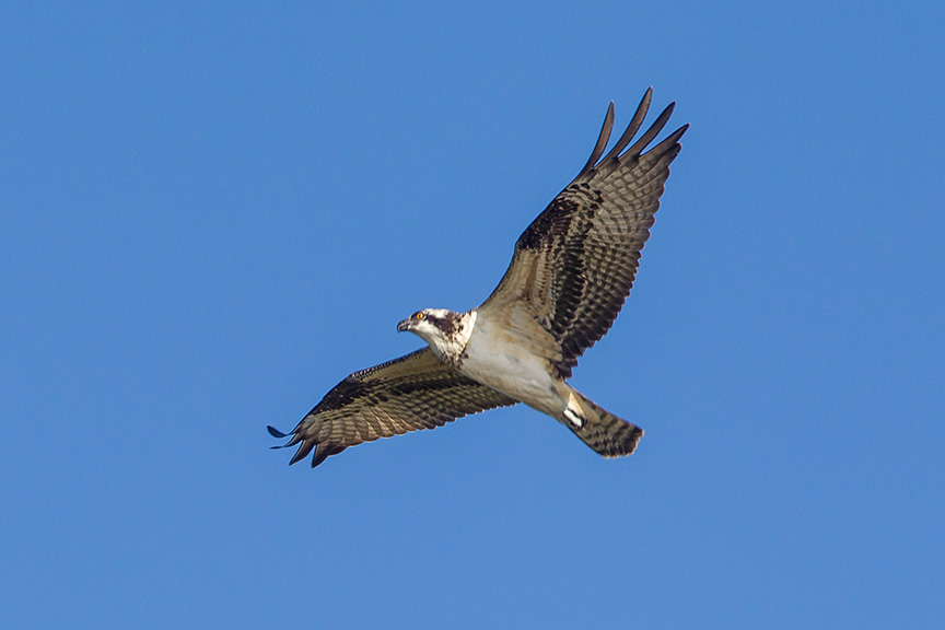 _43G8340 cf osprey v3