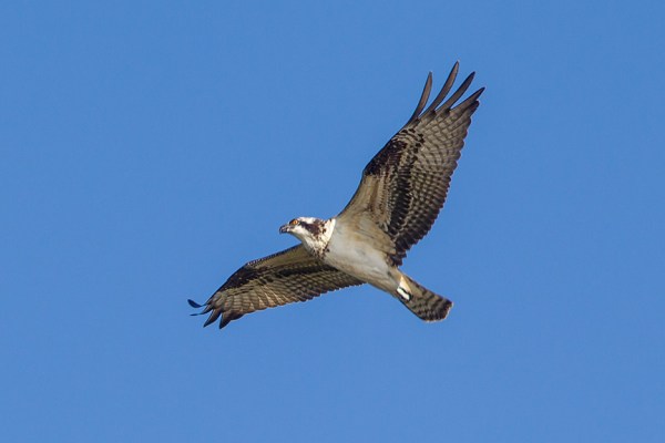 _43G8340 cf osprey v3