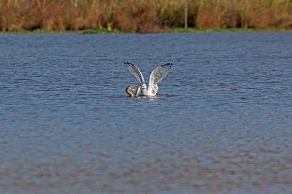 cf corm gull fish_43G2090 v5