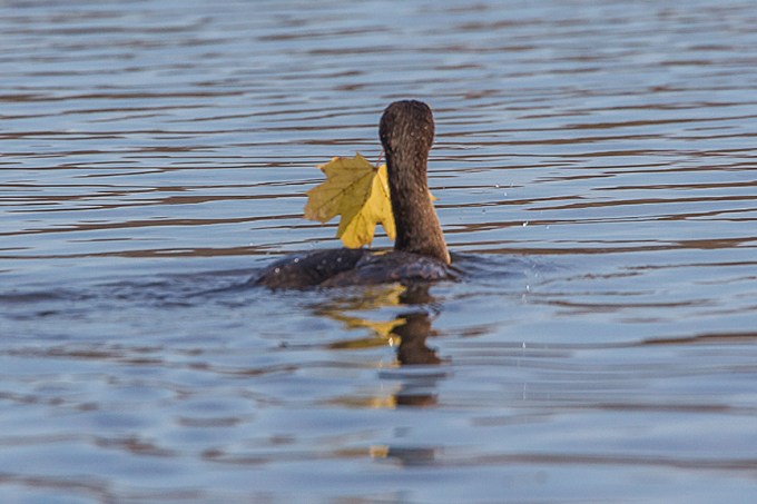 CF CORMORANT LEAF V1_43G2405