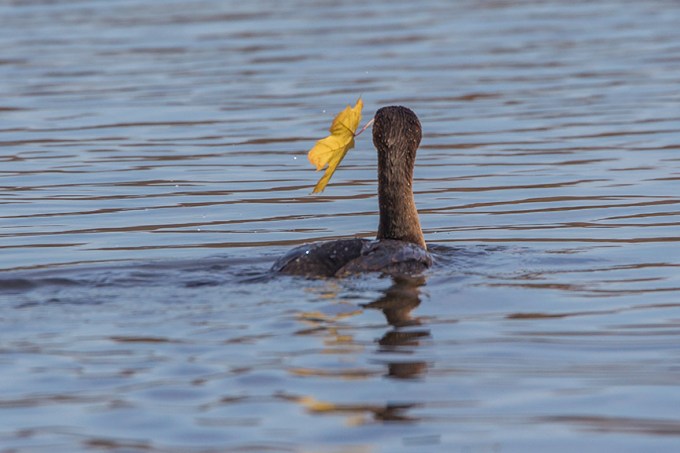 CF CORMORANT LEAF V2_43G2406