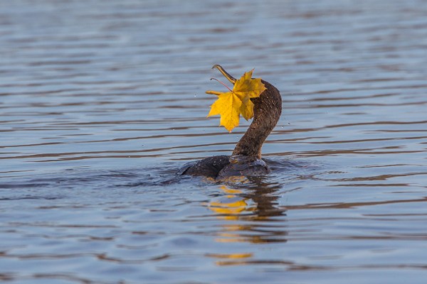 CF CORMORANT LEAF V2_43G2407