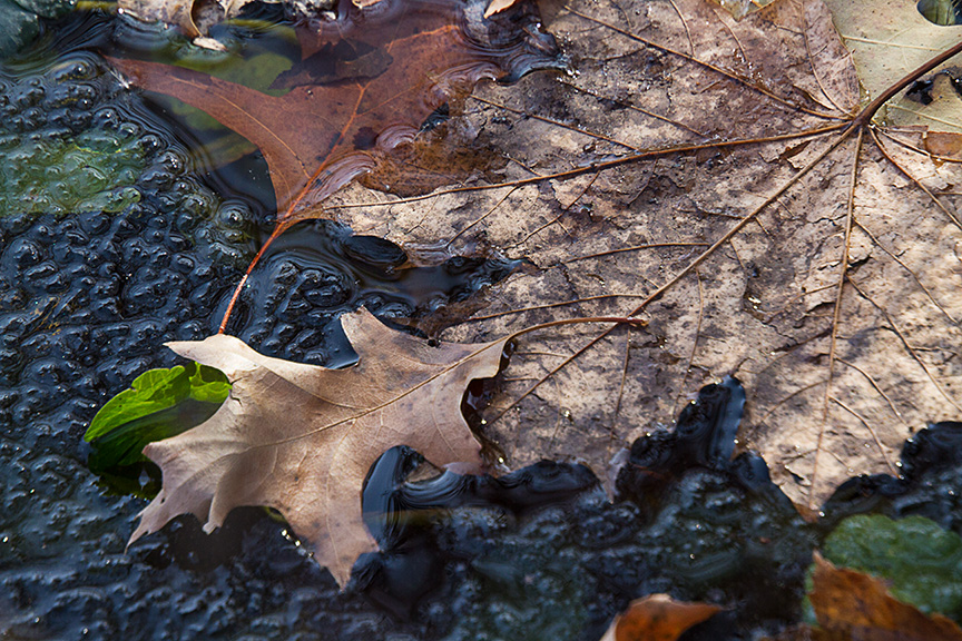 cf leaves ice v2_MG_4553 hp