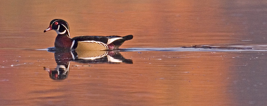 cf wood duck v2_MG_8741a