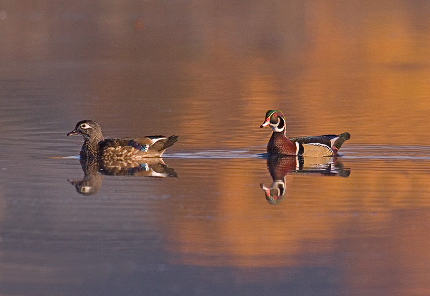 cf wood ducks v3_MG_8762